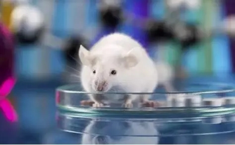 醫療器械動物試驗研究的考慮要點